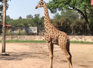 Llega una Jirafa al Zoológico de León.