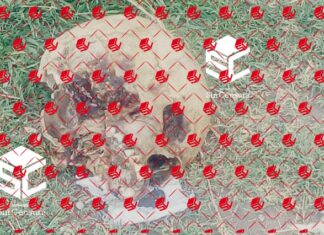 Encuentran craneo humano en basurero en Valle de Santiago.