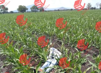 Ejecutan a un hombre en una parcela de la comunidad de Rancho Viejo en Yuriria.