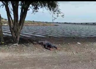 En hechos distintos ejecutan a dos en Salamanca.