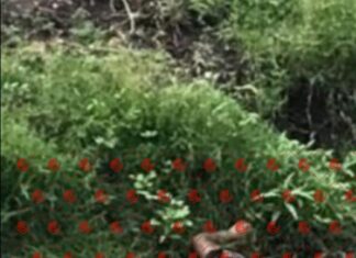 Fue identificada la mujer que localizaron por la mañana ejecutada en un canal de riego en Irapuato.