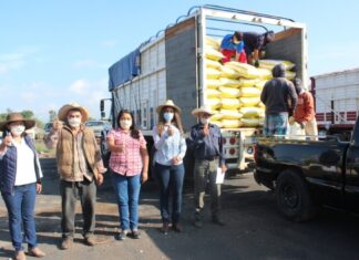 Con una inversión superior a los 3 millones 945 mil pesos, autoridades municipales entregaron fertilizante a productores del campo en Salvatierra.