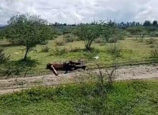 Localizan el cuerpo de una hombre ejecutado y calcinado, frente a Puerto Interior en Silao.