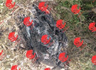 Encuentran los restos calcinados de una persona en la comunidad de Crucitas en Valle de Santiago.