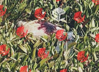 Encuentran el cuerpo de un hombre sin vida a orillas de la Laguna de Yuriria, en Valle de Santiago.