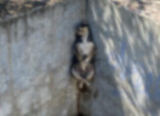 Descubren fosa con animales torturados en Guanajuato.