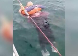 Rescatan a mujer flotando en el mar, había sido reportada desaparecida hace dos años.