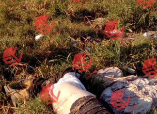 Un hombre fue ejecutado en la comunidad de Casacuaran, su mascota, un pequeño perrito, en ningun momento lo abandono, en Yuriria-.