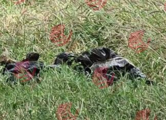 Localizan los cadáveres de seis personas en fosa clandestina en Silao.