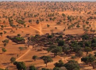 Encuentran más de mil 800 millones de árboles en el desierto del Sahara.