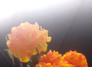 Flores naturales y artificiales incrementaron sus precios al hacercarse el día de muertos en Moroleon.