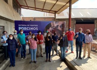Mejoran unidades de producción porcina en Salvatierra.