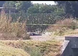 Ejecutan a un hombre en la comunidad de Valtierrilla en Salamanca.