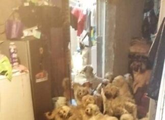 Rescatan a 60 perritos de una casa en Uruapan Mich.