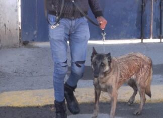 Despiden a caninos por mostrar poco interés en el servicio policial en Silao.