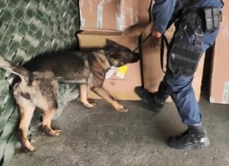 Binomios caninos e instructores recibieron certificados de manejadores y entrenadores en Estados Unidos.