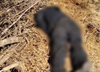 Ejecutan a un hombre en el camino a la comunidad de La Huerta en Cortazar.