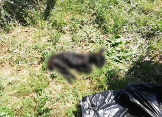 Se trataba de un perro envuelto en bolsas de plástico negras, el bulto extraño localizado en la comunidad de Las Conejas en Salamanca.