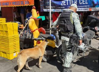 Elementos de la Guardia Nacional realizan actividades de prevención y disuasion del delito en el Mercado Tomasa Esteves en Salamanca.