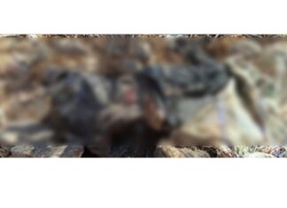 Por segundo día consecutivo encuentran un cadáver en Huandacare