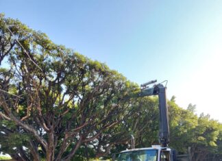 Inician trabajos de sanitización de los árboles del jardín principal en Salvatierra