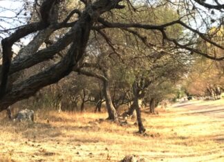 Baja la asistencia de familias y jóvenes al Area Natural Protegida «El Coyontle» n Yuriria.