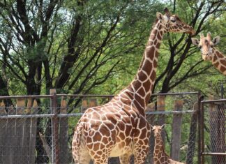 Nace la primera cría de Deniss, jirafa del Zooleón