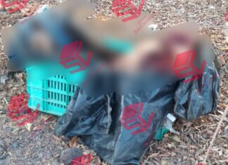 Encuentran los cuerpos desmembrados de dos personas en bolsas de plástico en el camino de acceso a la comunidad de Los Lobos, en Salamanca.