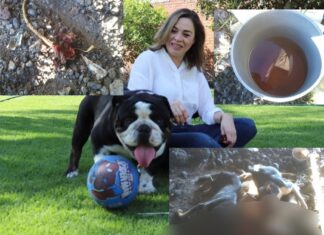 La Güera busca ser nuevamente presidenta municipal de Yuriria, pero la gente no olvida cómo asesinó a los perros de la calle en la administración de su esposo.