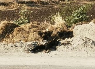 Localizan mujer calcinada en salvatierra