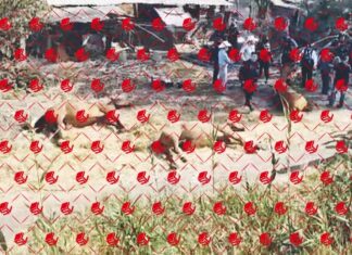 Volcadura deja dos caballos muertos y uno herido de gravedad en Irapuato