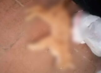 Sujetos ingresa a un albergue y matan diez gatos, la FGE ya investiga