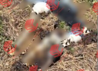 Encuentran osamenta humana en predio de Moroleón,Guanajuato