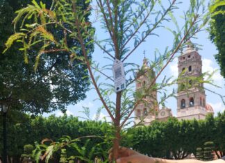 Por un Salvatierra Verde Plantar un árbol es una enorme expresión de amor.
