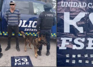 Detienen elementos de la Unidad Canina K9 a un sujeto en posesión de 14 dosis de droga en Silao