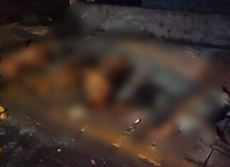 Indigna envenenamiento de cinco perros en Celaya