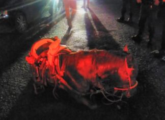 Caballo es sacrificado en Uriangato luego de que automóvil lo atropellara en el bulevar Uriangato,