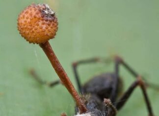 Parece una mezcla de horror y de ciencia ficción.