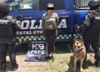 Elementos de la Unidad Canina K9 de la FSPE lograron detener en hechos distintos a un hombre y una mujer en posesión de 20 dosis de cristal