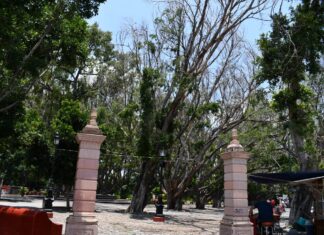 Autoridades de Valle de Santiago atienden plaga en árboles de la Alameda
