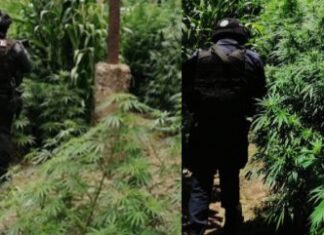 Elementos de las Fuerzas de Seguridad Pública del Estado aseguraron un plantío de marihuana y una motocicleta en Cueramaro