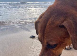 “SOLOVINO», EL PERRITO QUE CUIDA A LAS TORTUGAS EN LA PLAYA