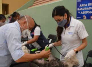 Comienza en Guanajuato Semana Nacional de esterilización canina y felina