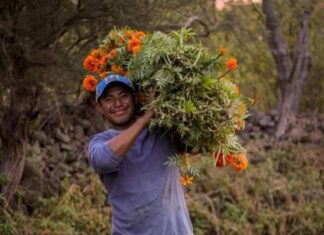 #CopándarodeGaleana, el pueblo del cempasúchil en México