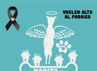 Piden justicia para Morita, perrita encinta que fue colgada cuando estaba a punto de tener a sus cachorros