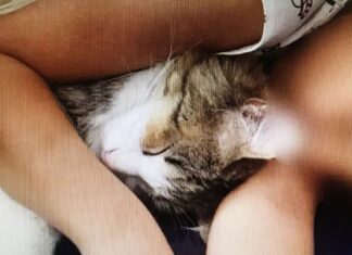 Una menor resultó intoxicada luego de convivir con sus tres gatos que fallecieron por envenenamiento en León