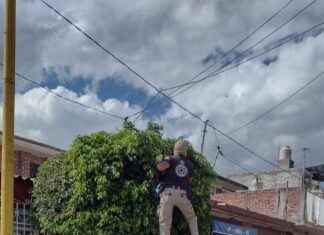 PROTECCION CIVIL ATIENDE ENJAMBRES EN DISTINTOS PUNTOS DEL MUNICIPIO