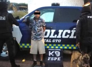 Captura Peggy de la Unidad Canina K9 de las FSPE en la ciudad de León, a un hombre con 111 dosis de mariguana.