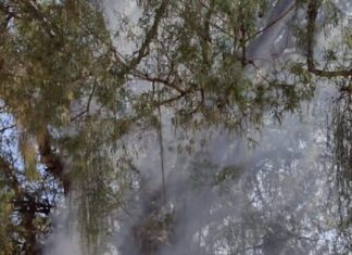 PROTECCIÓN CIVIL ATIENDE INCENDIO PROVOCADO EN ÁRBOL EN JARAL DEL PROGRESO