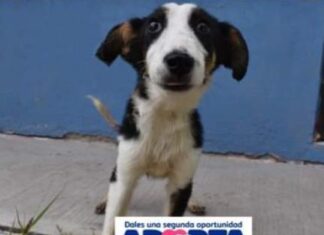 Campaña permanente de adopción de perros en Apaseo El Grande.
